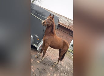 Westfale, Wallach, 4 Jahre, 158 cm, Fuchs