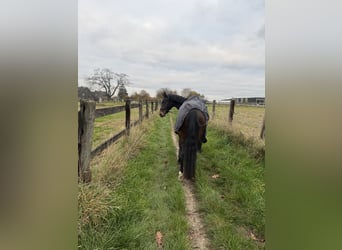 Westfale, Wallach, 4 Jahre, 159 cm, Schwarzbrauner