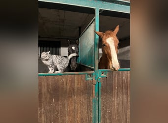 Westfale, Wallach, 4 Jahre, 160 cm, Rappe