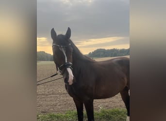 Westfale, Wallach, 4 Jahre, 161 cm, Dunkelbrauner