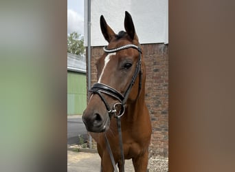 Westfale, Wallach, 4 Jahre, 162 cm, Brauner