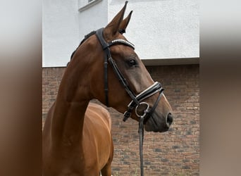 Westfale, Wallach, 4 Jahre, 162 cm, Brauner