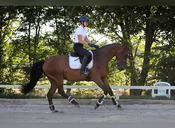 Westfale, Wallach, 4 Jahre, 162 cm, Brauner
