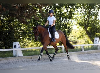 Westfale, Wallach, 4 Jahre, 162 cm, Brauner