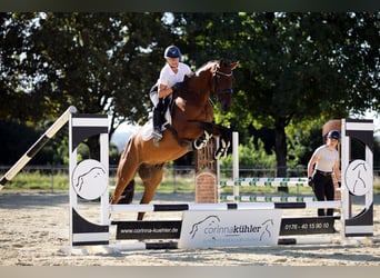 Westfale, Wallach, 4 Jahre, 162 cm, Brauner