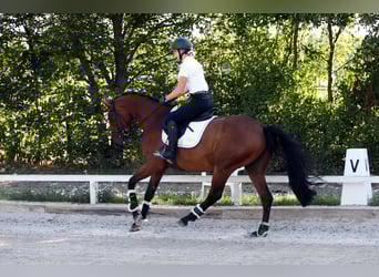 Westfale, Wallach, 4 Jahre, 162 cm, Brauner
