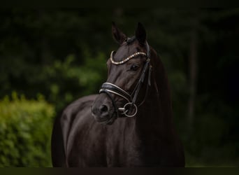 Westfale, Wallach, 4 Jahre, 162 cm, Rappe