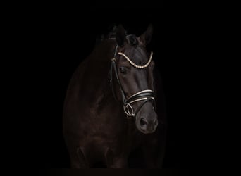 Westfale, Wallach, 4 Jahre, 162 cm, Rappe