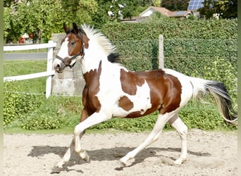 Westfale, Wallach, 4 Jahre, 162 cm, Schecke