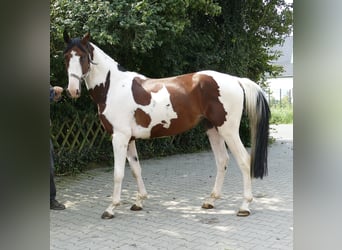 Westfale, Wallach, 4 Jahre, 162 cm, Schecke