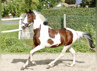 Westfale, Wallach, 4 Jahre, 162 cm, Schecke