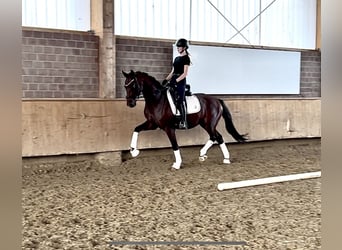 Westfale, Wallach, 4 Jahre, 163 cm, Brauner