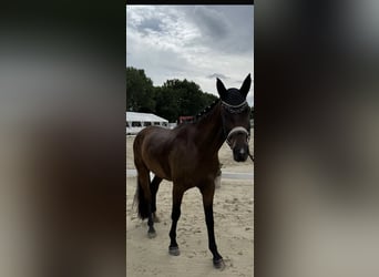 Westfale, Wallach, 4 Jahre, 163 cm, Brauner