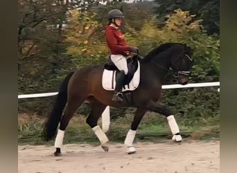 Westfale, Wallach, 4 Jahre, 163 cm, Dunkelbrauner
