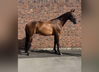 Westfale, Wallach, 4 Jahre, 163 cm, Dunkelbrauner