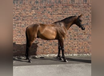 Westfale, Wallach, 4 Jahre, 163 cm, Dunkelbrauner
