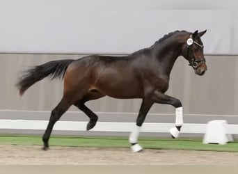 Westfale, Wallach, 4 Jahre, 163 cm, Dunkelbrauner