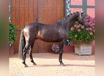 Westfale, Wallach, 4 Jahre, 163 cm, Dunkelbrauner