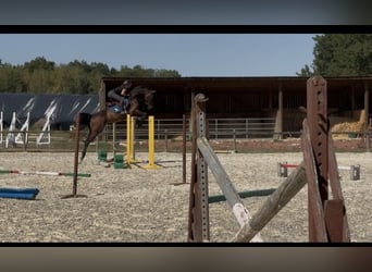 Westfale, Wallach, 4 Jahre, 163 cm, Dunkelbrauner
