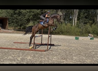 Westfale, Wallach, 4 Jahre, 163 cm, Dunkelbrauner