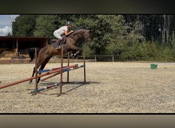 Westfale, Wallach, 4 Jahre, 163 cm, Dunkelbrauner