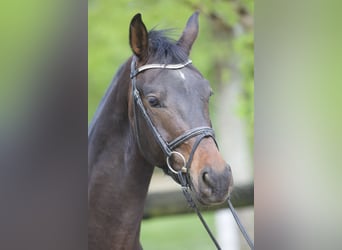 Westfale, Wallach, 4 Jahre, 163 cm, Dunkelbrauner