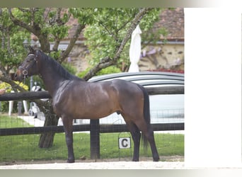 Westfale, Wallach, 4 Jahre, 163 cm, Dunkelbrauner