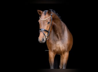 Westfale, Wallach, 4 Jahre, 163 cm, Dunkelbrauner