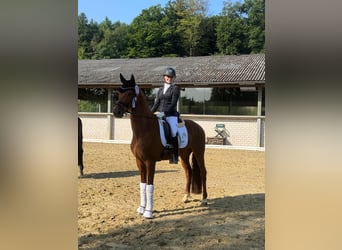 Westfale, Wallach, 4 Jahre, 163 cm, Fuchs