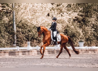 Westfale, Wallach, 4 Jahre, 163 cm, Fuchs