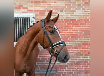 Westfale, Wallach, 4 Jahre, 163 cm, Fuchs