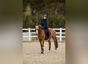 Westfale, Wallach, 4 Jahre, 163 cm, Fuchs