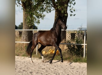 Westfale, Wallach, 4 Jahre, 163 cm, Schwarzbrauner