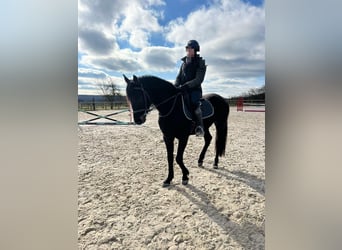 Westfale, Wallach, 4 Jahre, 163 cm, Schwarzbrauner