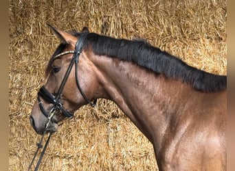 Westfale, Wallach, 4 Jahre, 164 cm, Brauner