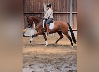 Westfale, Wallach, 4 Jahre, 164 cm, Brauner