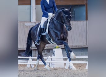 Westfale, Wallach, 4 Jahre, 164 cm, Dunkelbrauner