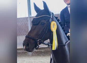 Westfale, Wallach, 4 Jahre, 164 cm, Dunkelbrauner