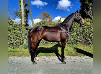 Westfale, Wallach, 4 Jahre, 164 cm, Dunkelbrauner