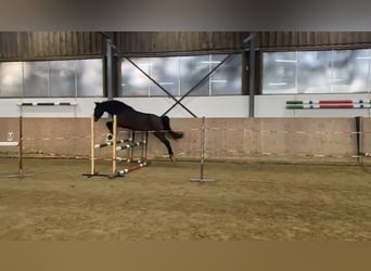 Westfale, Wallach, 4 Jahre, 164 cm, Dunkelbrauner