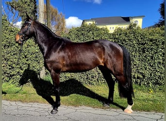 Westfale, Wallach, 4 Jahre, 164 cm, Dunkelbrauner