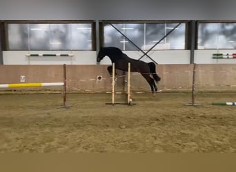 Westfale, Wallach, 4 Jahre, 164 cm, Dunkelbrauner