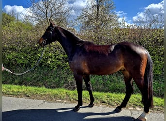 Westfale, Wallach, 4 Jahre, 164 cm, Dunkelbrauner