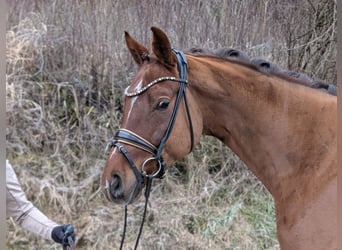 Westfale, Wallach, 4 Jahre, 164 cm, Dunkelfuchs