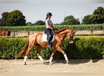 Westfale, Wallach, 4 Jahre, 164 cm, Fuchs