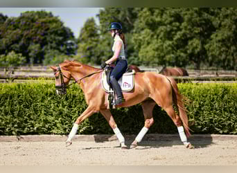 Westfale, Wallach, 4 Jahre, 164 cm, Fuchs