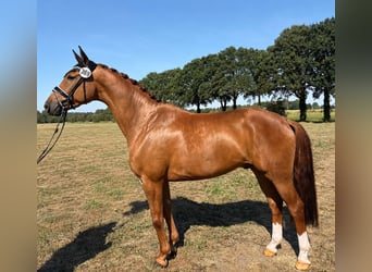 Westfale, Wallach, 4 Jahre, 164 cm, Fuchs