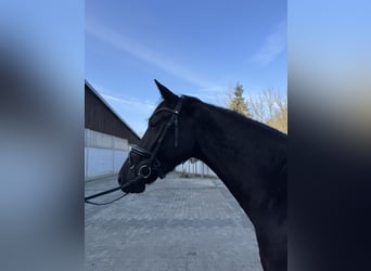 Westfale, Wallach, 4 Jahre, 164 cm, Schwarzbrauner