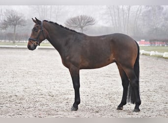 Westfale, Wallach, 4 Jahre, 165 cm, Brauner