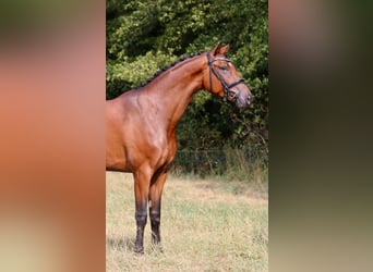 Westfale, Wallach, 4 Jahre, 165 cm, Brauner